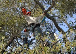 Arborist using a chainsaw while working high in a tree.